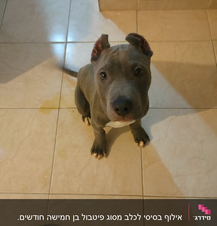 כלב יושב על רצפה, מביט למעלה.